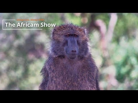 Primates & Antelope | The Africam Show | July 15