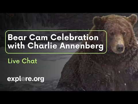 Bear Cam Celebration with Charlie Annenberg | Brooks Live Chat