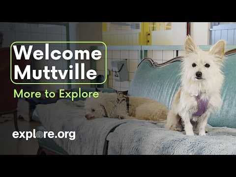 Welcome Muttville | More to Explore