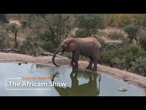 Elephants & Cats | The Africam Show | May 20