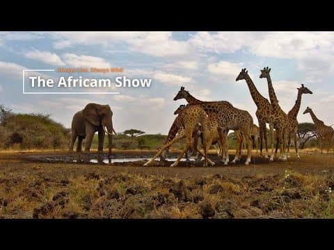 Waterhole Wildlife | The Africam Show | August 26