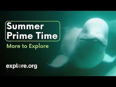 Summer Prime Time | More to Explore