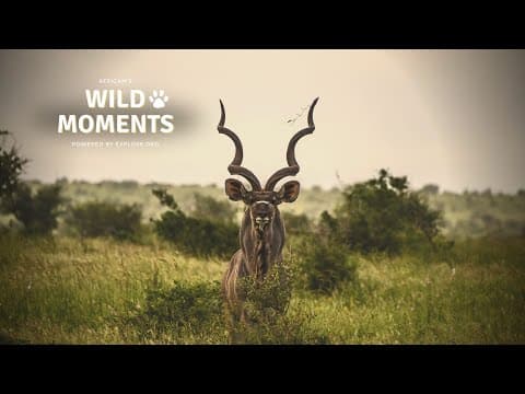 Wild Moments | 12.1.22