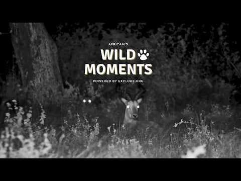 Hunts & Animal Interactions: Best Highlights of the Week (May 14) | Wild Moments