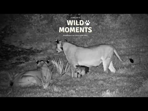 Animals After Dark | Wild Moments