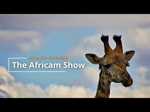 Giraffe, Elephants & Zebra | The Africam Show