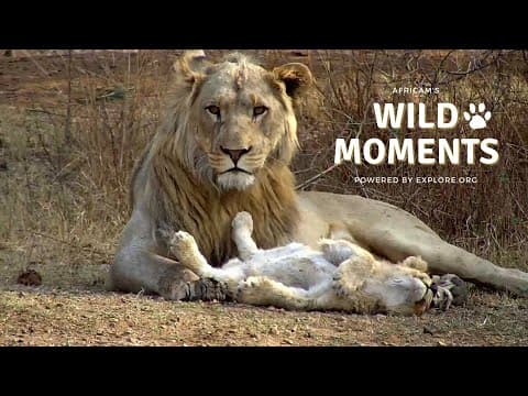 Birds Babies & Elephants | Wild Moments