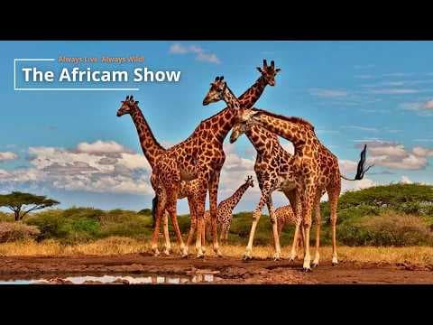 LIVE Virtual Safari Q&A (June 23): Large Mammals | The Africam Show