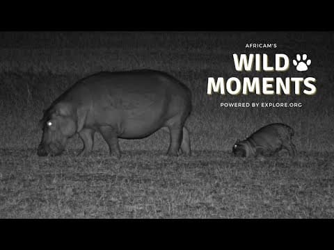 Warthog vs Wild Dogs, A Struggling Stork and A Bored Hippo | Wild Moments