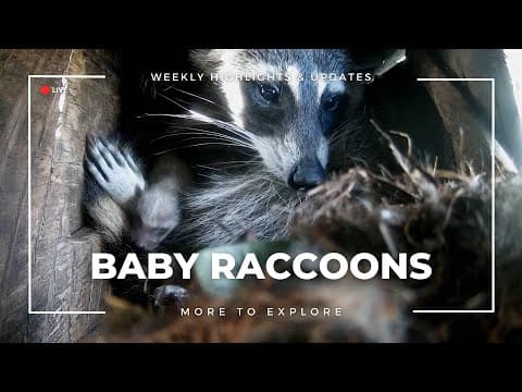 Baby Raccoons | More to Explore
