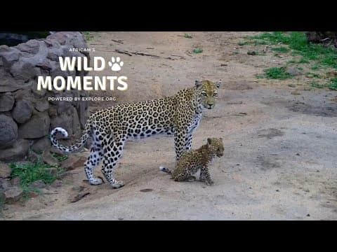 A Cute Leopard Cub | Wild Moments