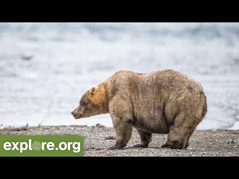 Fat Bear Week Finale - Live Chat