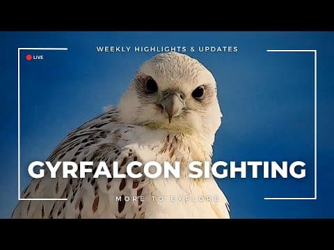 Gyrfalcon Sighting | More to Explore