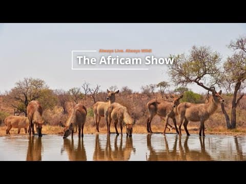 Antelope And Birds | The Africam Show | October 22