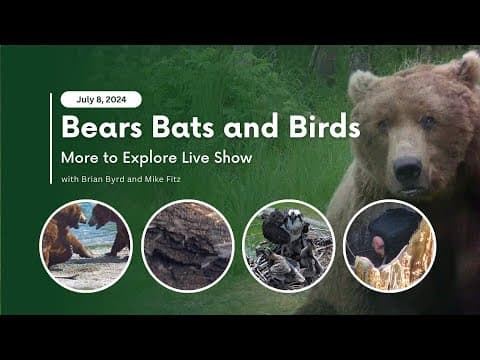 Bears Bats and Birds | More to Explore Live Show