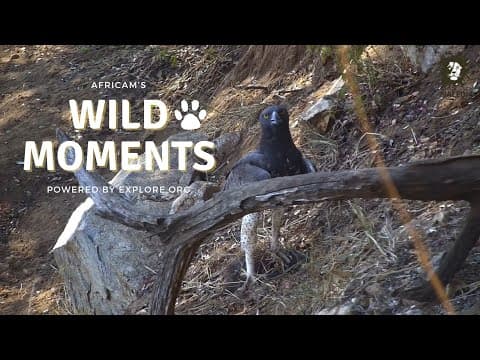 Leopards, Eagles And Rats! | Wild Moments Show | June 6