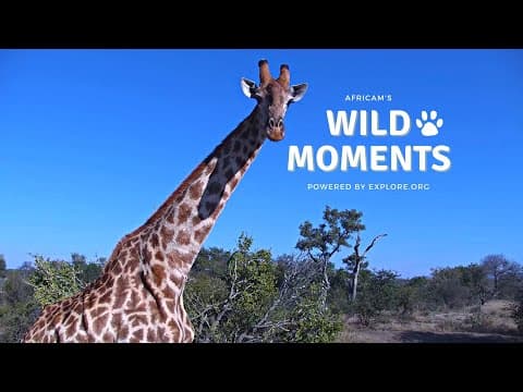Leopards, Mongoose & Hyena Moments | Wild Moments