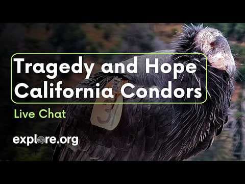 Tragedy and Hope for California Condors | explore.org