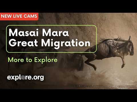 Introducing New Masai Mara Great Migration Cams | More to Explore