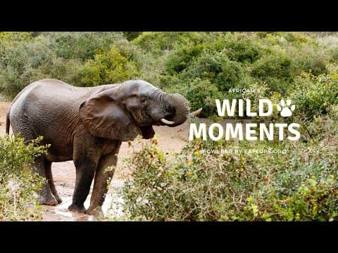 Wild Moments | 10.27.22