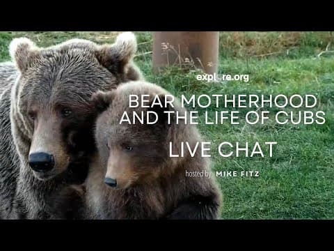 Bear Motherhood and the Life of Cubs | Brooks Live Chat