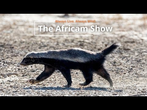 The Africam Show | 9.20.22