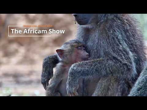 Baboons & Hippos | The Africam Show | February 10