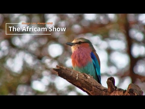 Elephants & Birds | The Africam Show | September 24