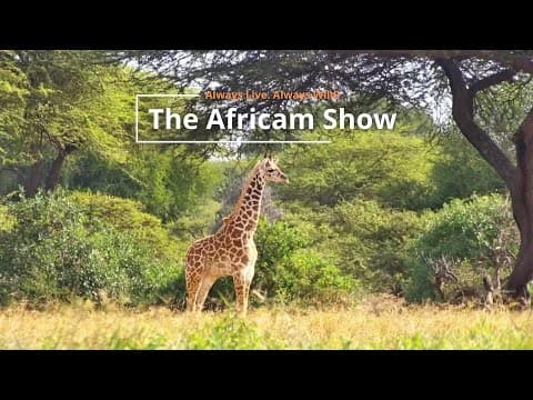 Life in the Bush | The Africam Show | June 11