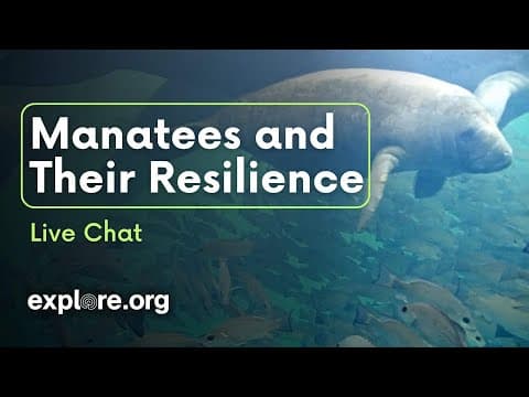 Manatees and Their Resilience | Explore Live Events