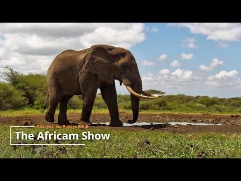 Elephants & Zebra | The Africam Show | February 18