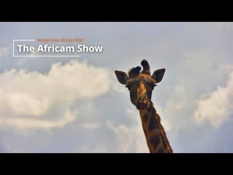 Giraffe & Reptiles - The Africam Show | December 2