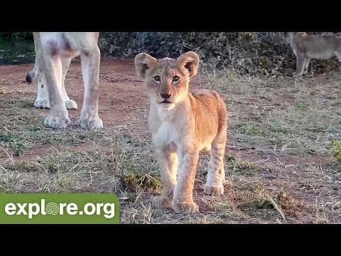 Life in the Lion Pride - Live Chat