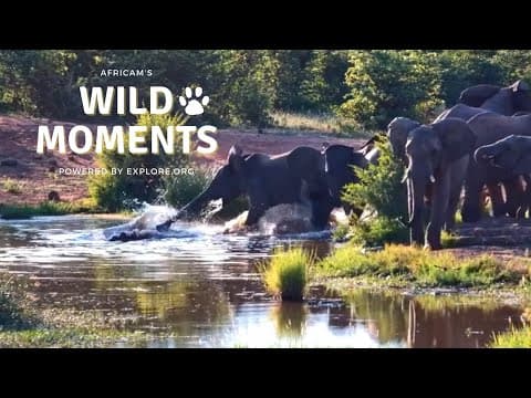 Elephants, Crocodiles & Fish Eagles | Wild Moments Show | February 8