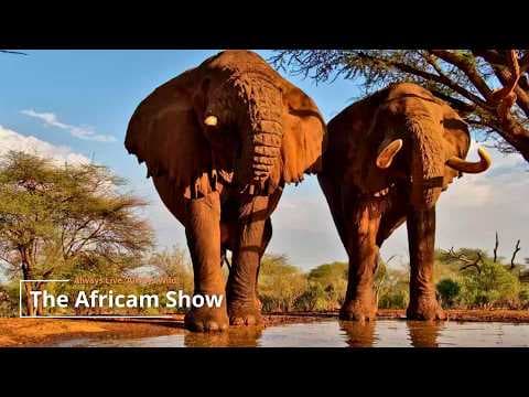 Elephants & Birds | The Africam Show | March 17
