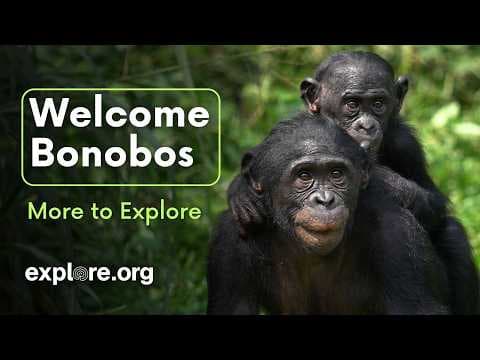 Welcome Bonobos | More to Explore Live Show