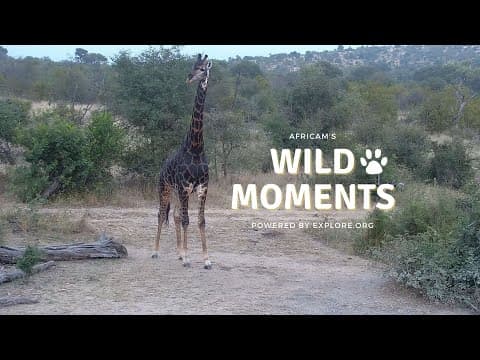 Lions, Leopard & Giraffe | Wild Moments Show | April 11