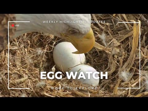 Egg Watch | More to Explore