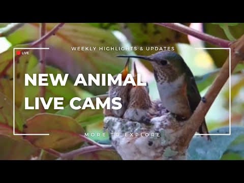 New Animal Live Cams | More to Explore Live Show