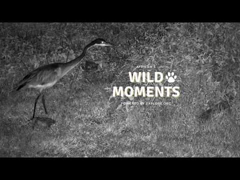 A Bad Night for Mice | Wild Moments | March 19