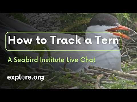 How to Track a Tern: an Audubon Seabird Institute Live Chat