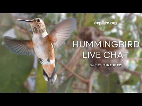 The Magnificent Hummingbird | Live Chat