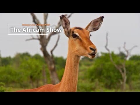 Antelope & Zebra | The Africam Show | February 3