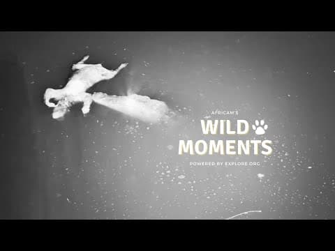 Crocodile, Snakes & Serval | Wild Moments | January 22