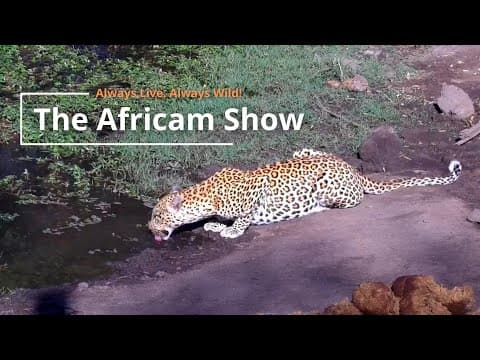 Zebra, Giraffe & Elephants | The Africam Show