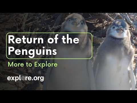 Return of the Penguins | More to Explore