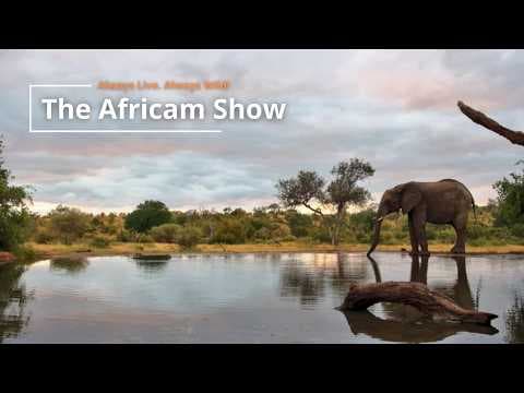 LIVE Virtual Safari Q&A (April 14) | The Africam Show
