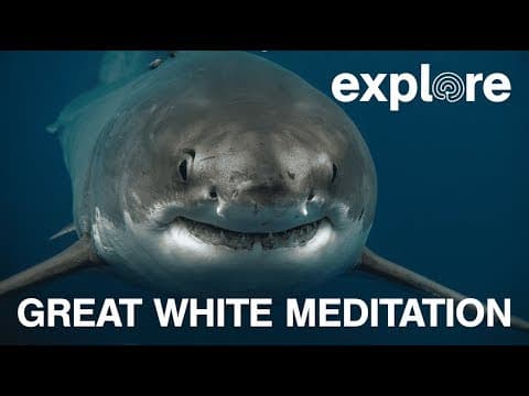 Explore: Great White Meditation