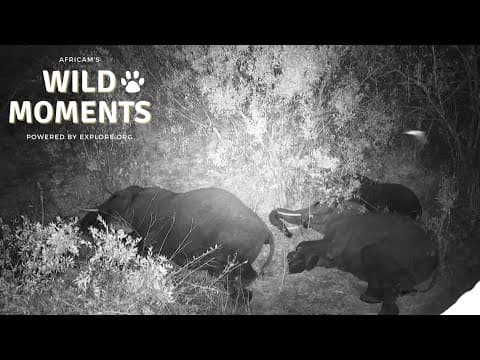 Sleeping Elephants | Wild Moments | September 12