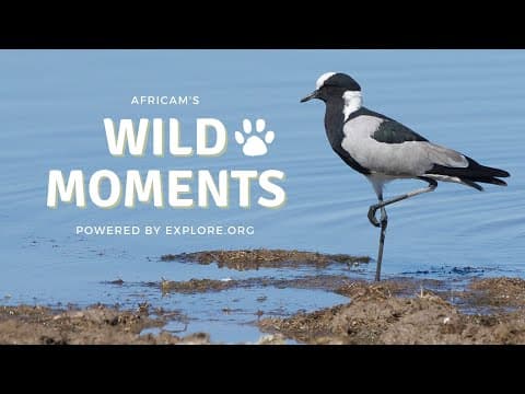 Wild Moments | 8.18.22